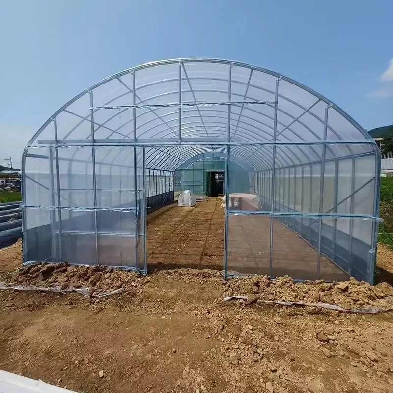 Agriculture Tomato Farming - Enkelspankassen voor de landbouw en boerderijtunnelen,
